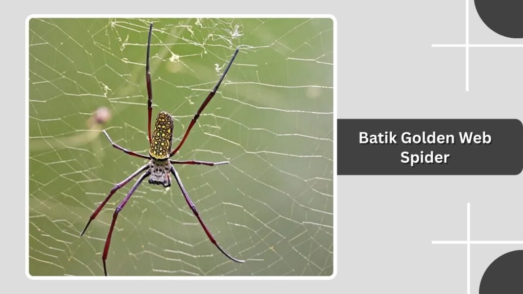 Batik Golden Web Spider