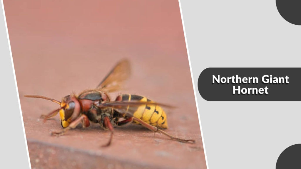 Northern Giant Hornet