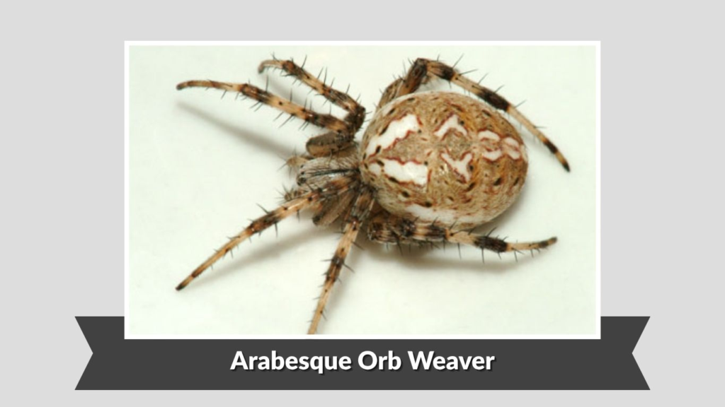 Arabesque Orb Weaver