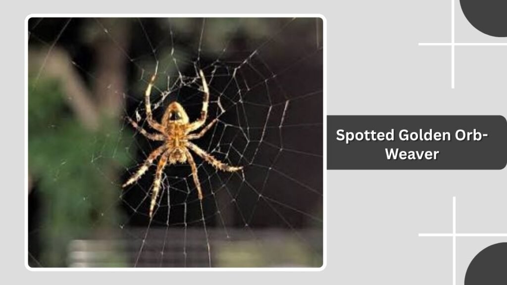 Spotted Golden Orb-Weaver