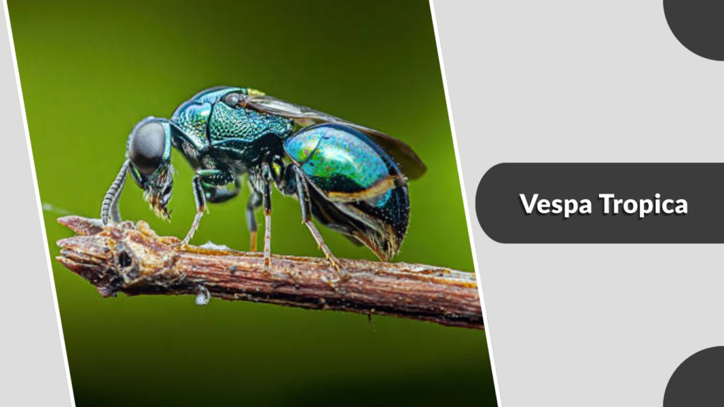 Vespa Tropica