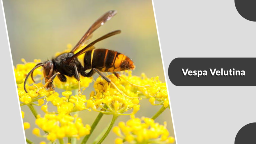 Vespa Velutina
