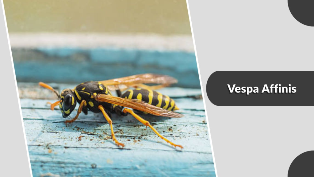 Vespa Affinis