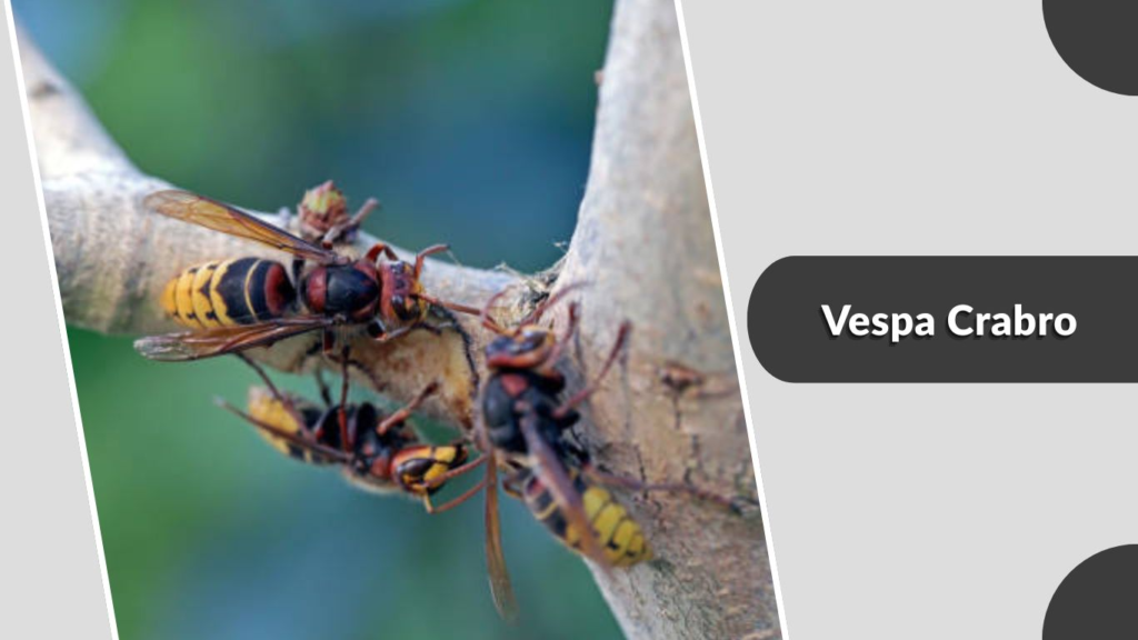 Vespa Crabro