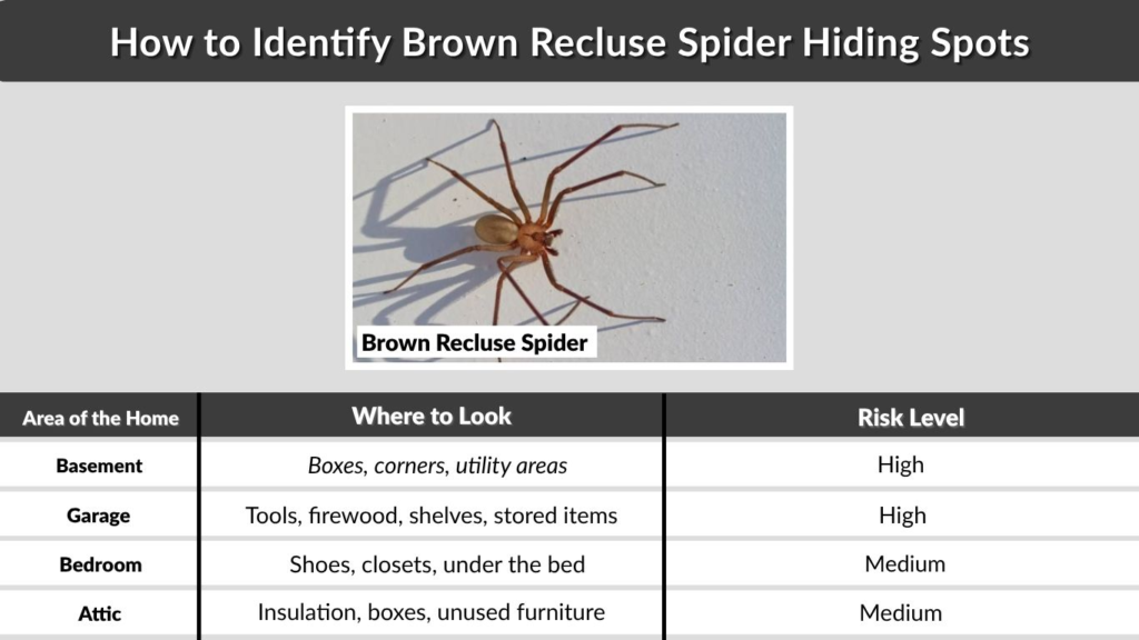 How to Identify Brown Recluse Spider Hiding Spots