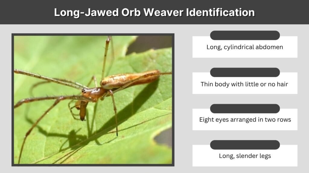 Long-Jawed Orb Weaver Identification