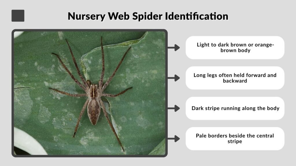 Nursery Web Spider Identification