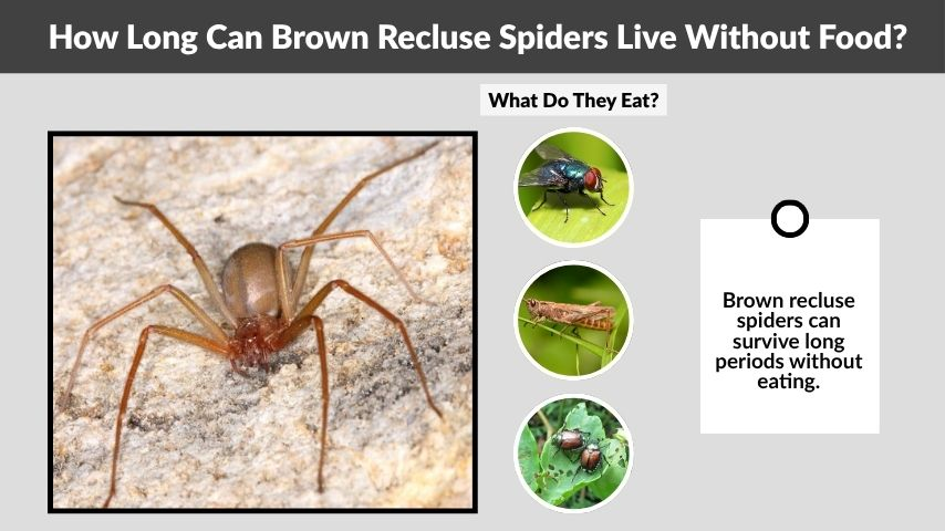 How Long Can Brown Recluse Spiders Live Without Food?