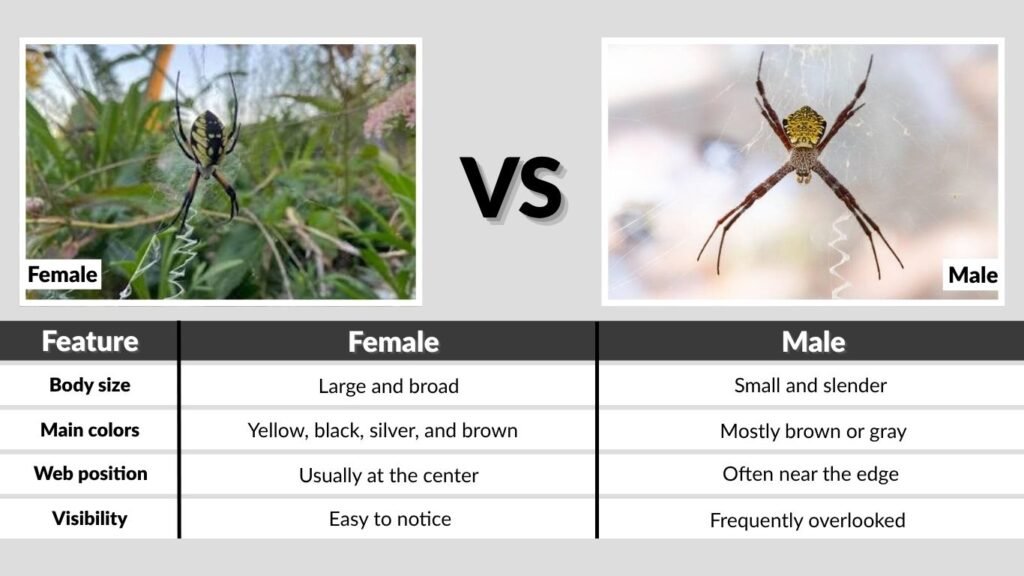 Hawaiian Garden Spider Size