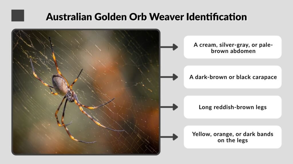 Australian Golden Orb Weaver Identification