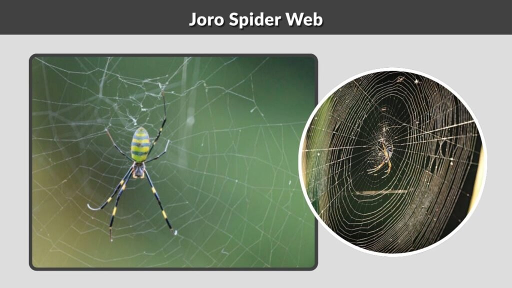 Joro Spider Web