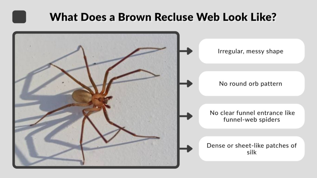 What Does a Brown Recluse Web Look Like?