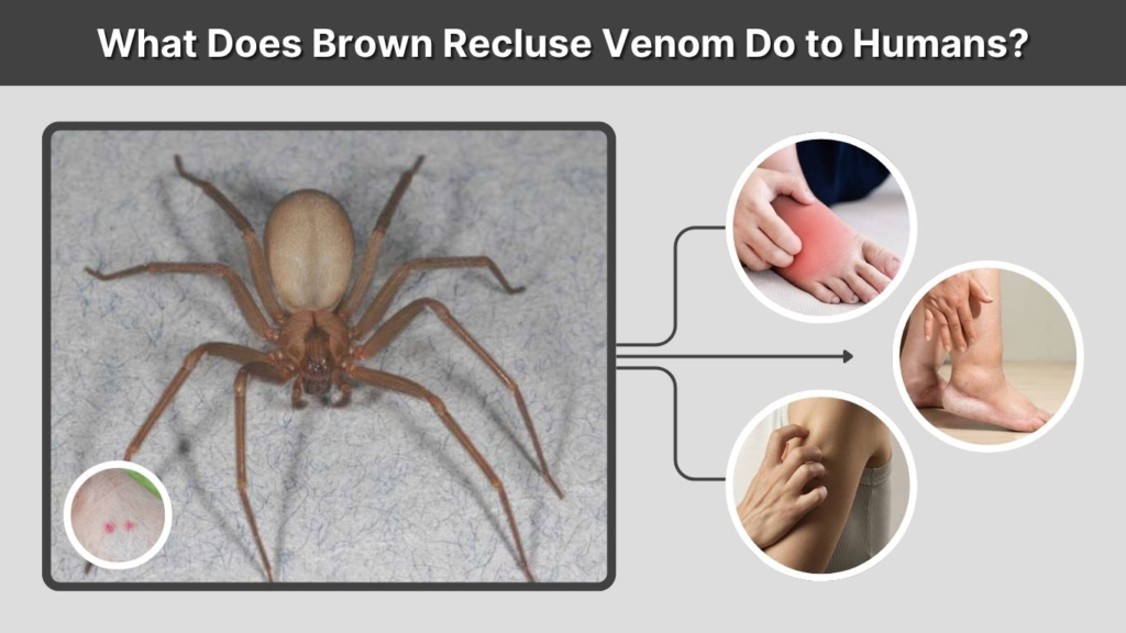 What Does Brown Recluse Venom Do to Humans?