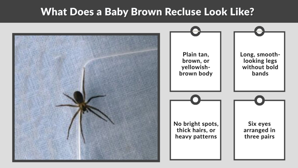 What Does a Baby Brown Recluse Look Like?