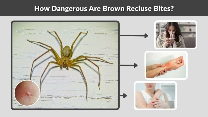 How Dangerous Are Brown Recluse Bites?