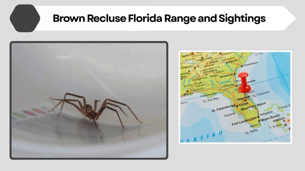 Brown Recluse Florida Range and Sightings