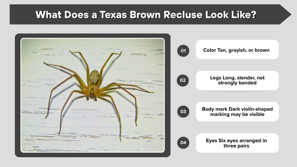 What Does a Texas Brown Recluse Look Like?