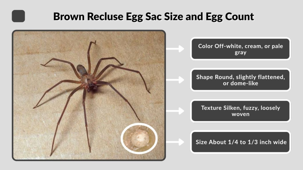 Brown Recluse Egg Sac Size and Egg Count
