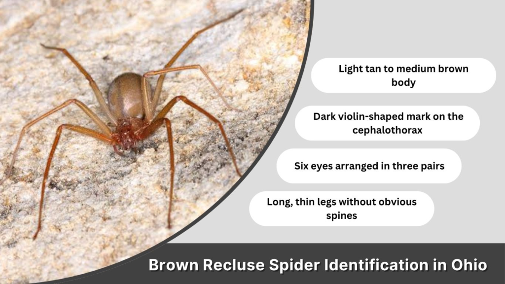 Brown Recluse Spider Identification in Ohio