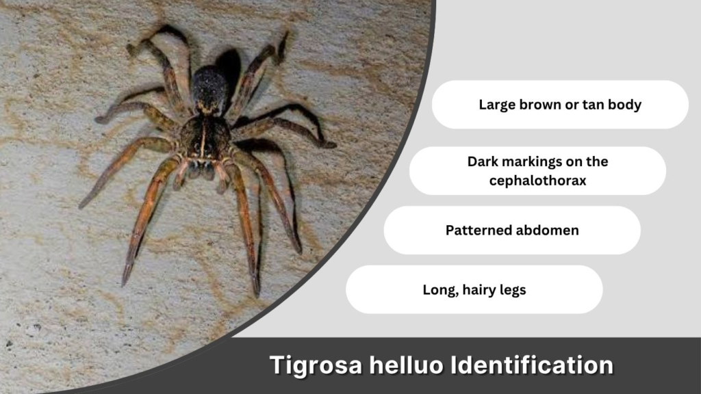 Tigrosa helluo Identification