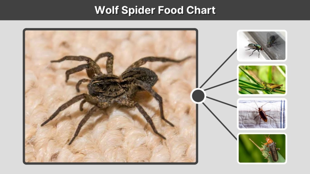 Wolf Spider Food Chart