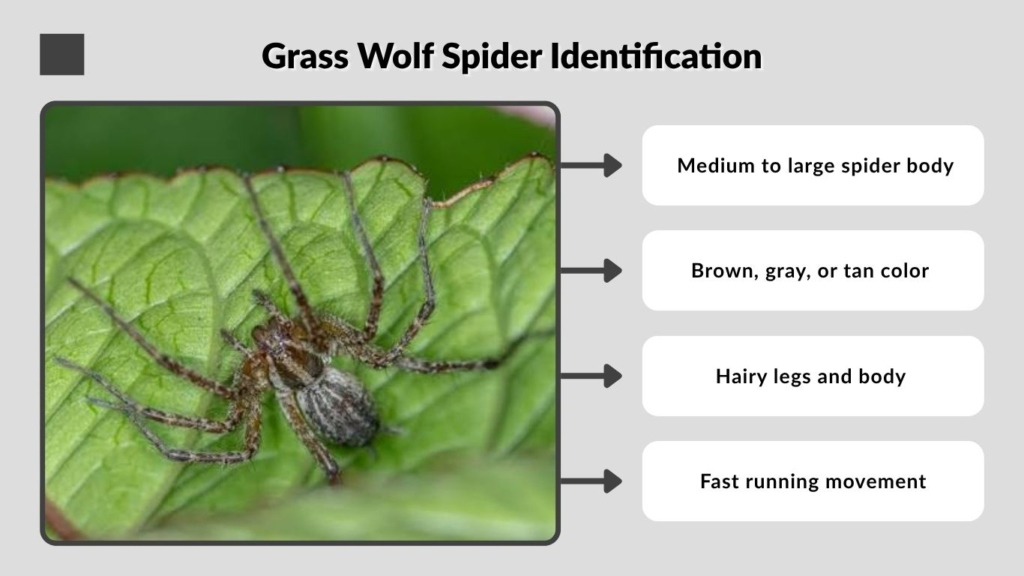 Grass Wolf Spider Identification