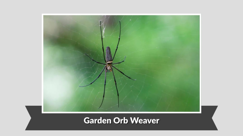  Garden Orb Weaver