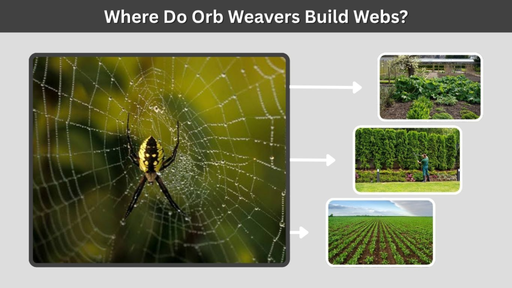 Where Do Orb Weavers Build Webs?