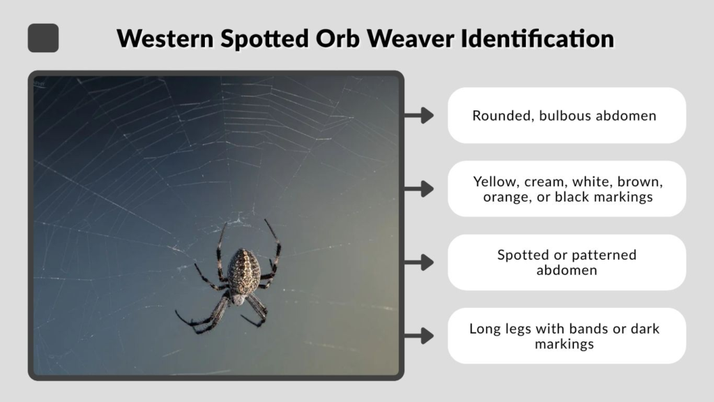Western Spotted Orb Weaver Identification