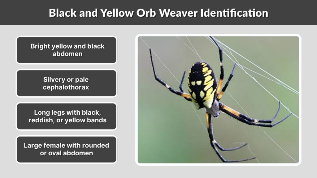 Black and Yellow Orb Weaver Identification