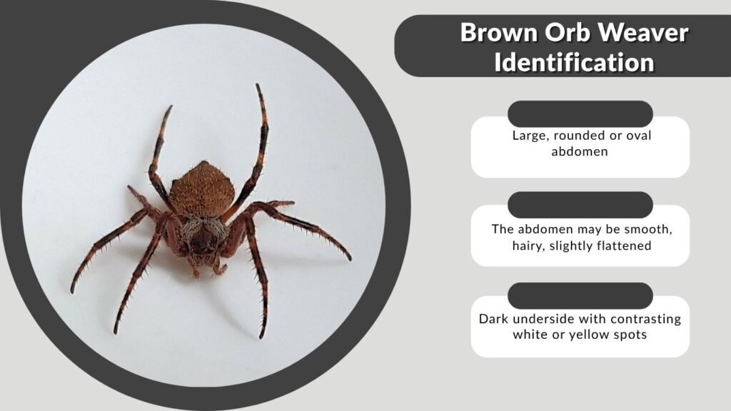 Brown Orb Weaver Identification
