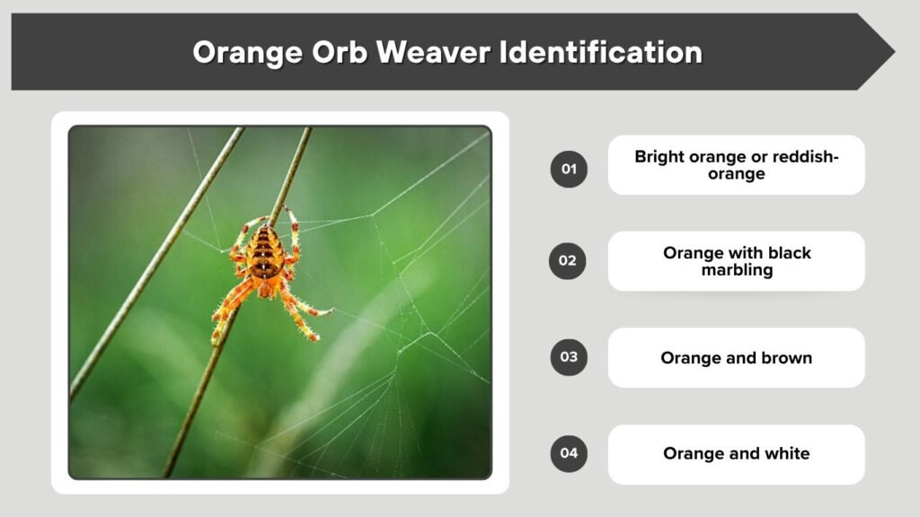 Orange Orb Weaver Identification