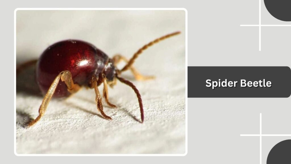 Spider Beetle