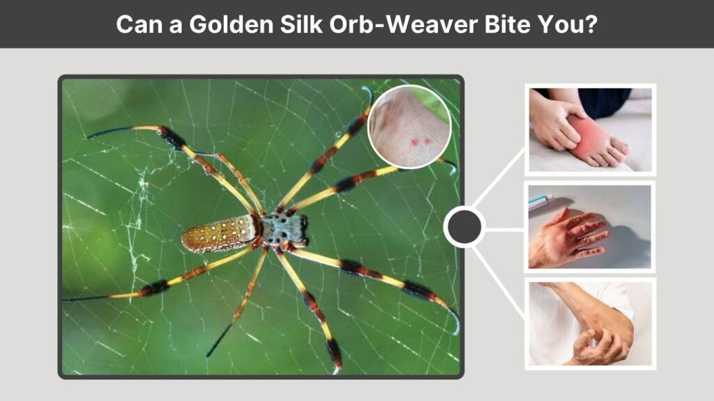 Can a Golden Silk Orb-Weaver Bite You?