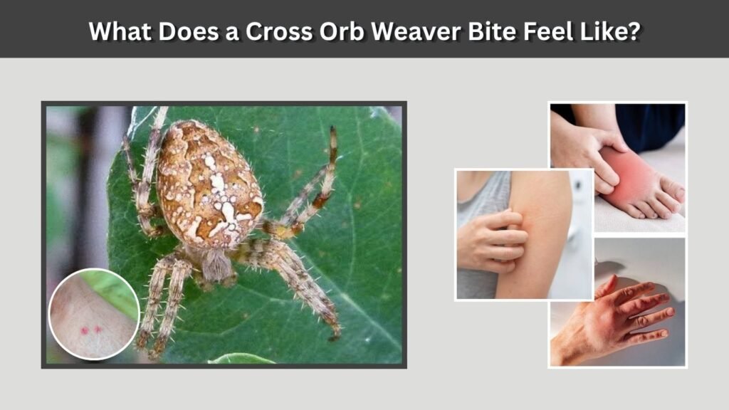 What Does a Cross Orb Weaver Bite Feel Like?