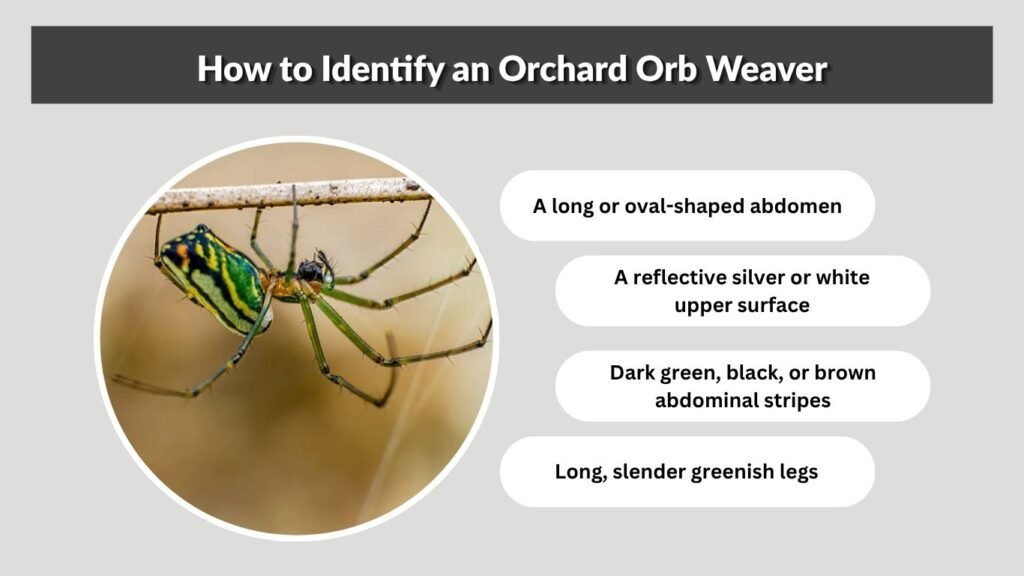 How to Identify an Orchard Orb Weaver