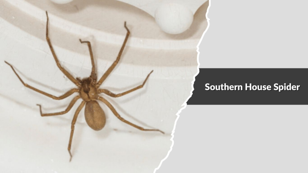 Southern House Spider