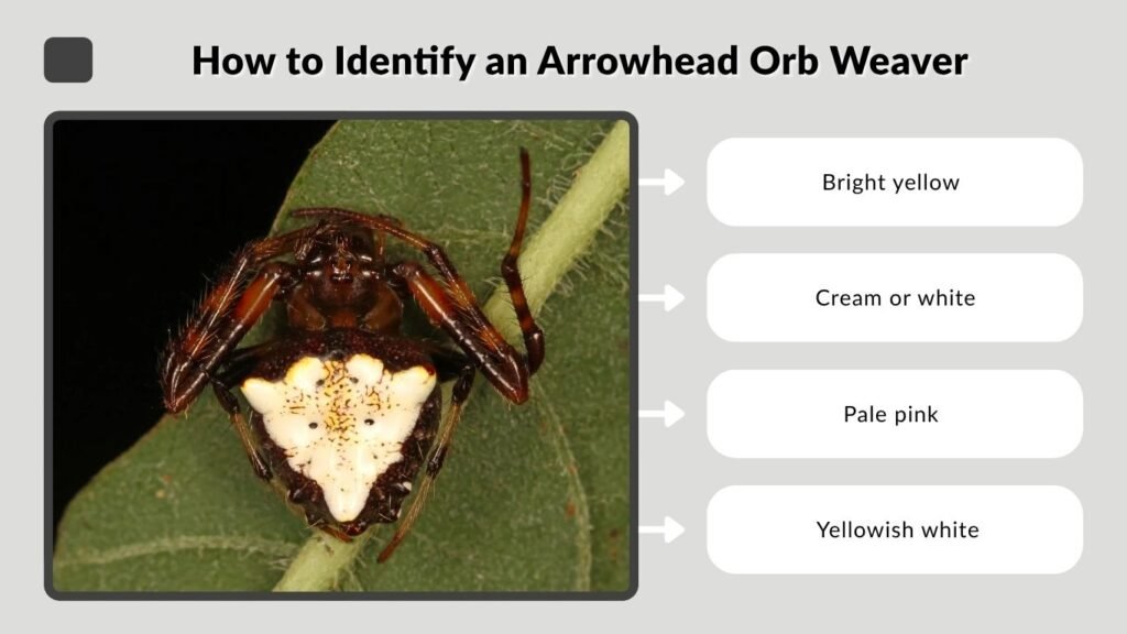 How to Identify an Arrowhead Orb Weaver