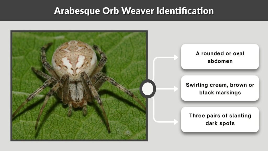 Arabesque Orb Weaver Identification