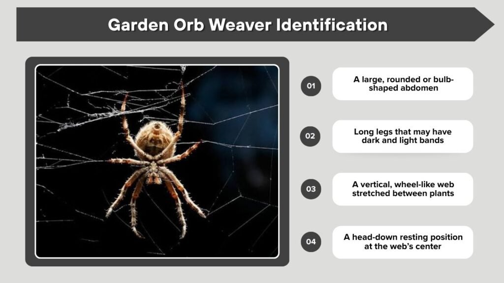 Garden Orb Weaver Identification