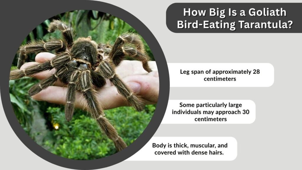 How Big Is a Goliath Bird-Eating Tarantula?