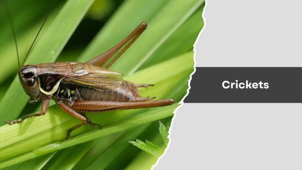 Crickets