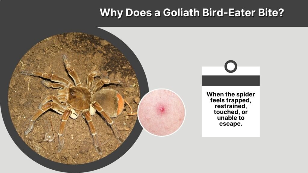 Why Does a Goliath Bird-Eater Bite?