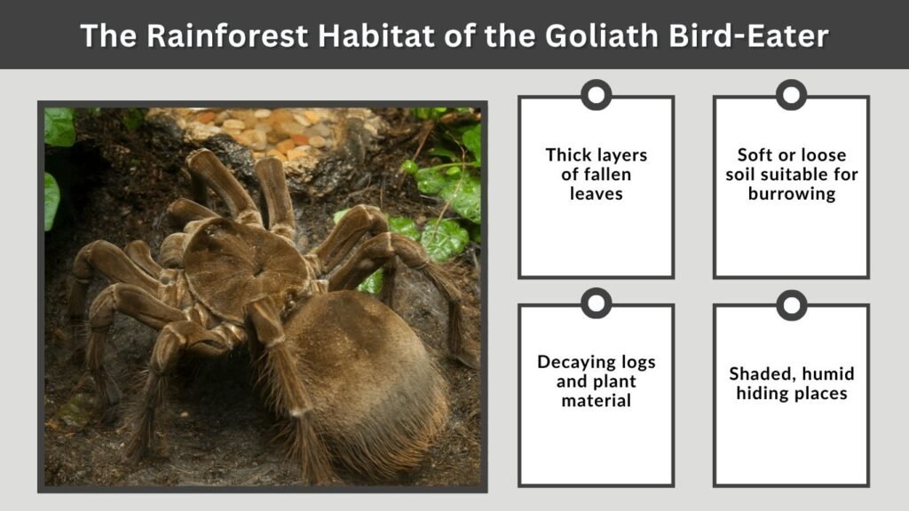 The Rainforest Habitat of the Goliath Bird-Eater