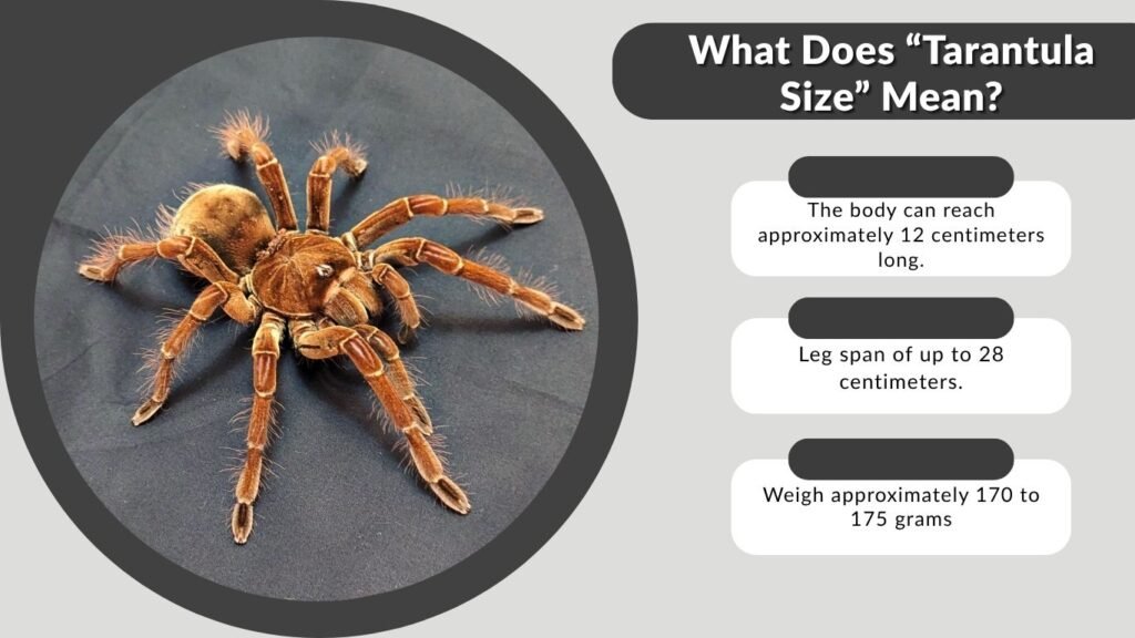 What Does “Tarantula Size” Mean?