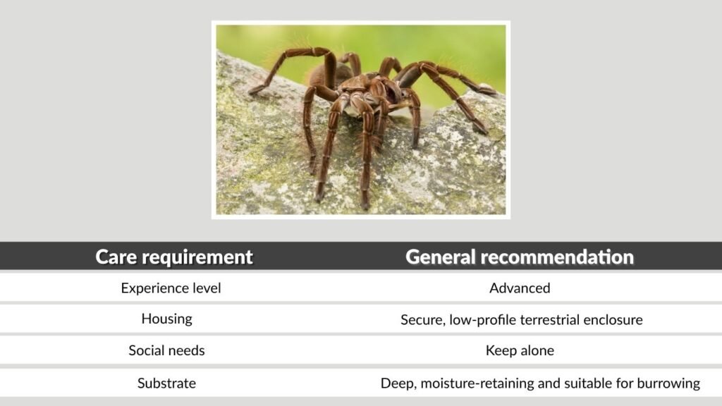 Goliath Birdeater Pet Care at a Glance