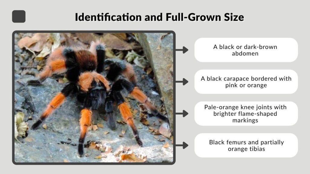 Identification and Full-Grown Size