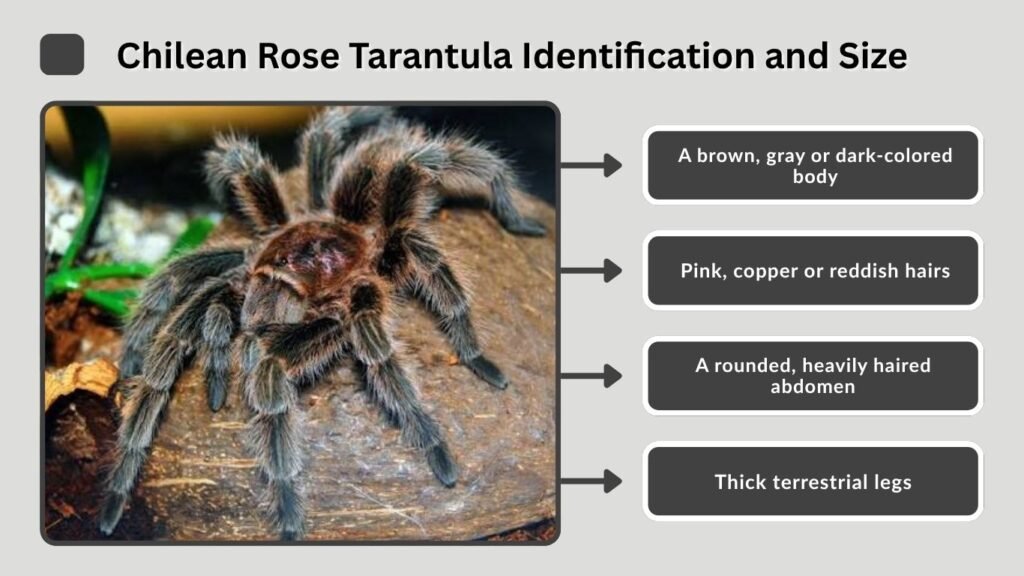 Chilean Rose Tarantula Identification and Size