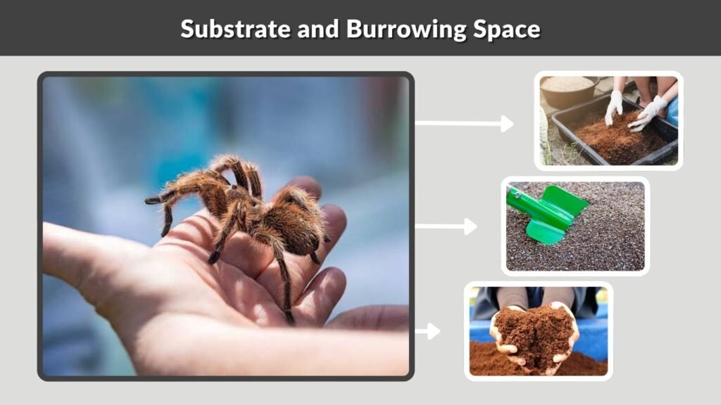 Substrate and Burrowing Space