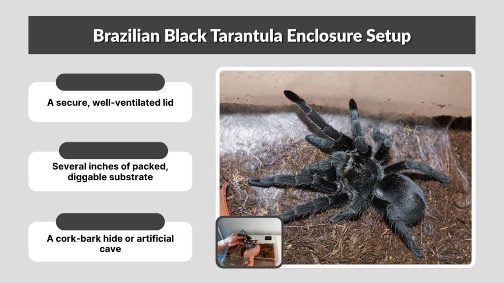 Brazilian Black Tarantula Enclosure Setup